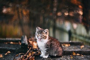 小猫的早晨之谜（探秘小猫清晨叫声背后的秘密）