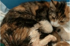 以猫配完什么症状？（了解猫咪的常见疾病和健康问题）