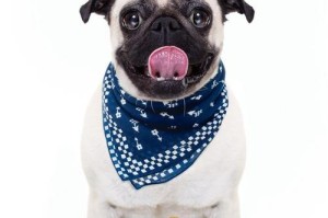 八哥犬的饮食需求与选择（了解八哥犬最适合的狗粮类型及其）