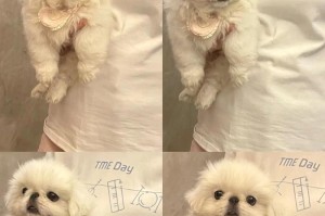 为什么很想打京巴？（探索与京巴相处的心理与行为）