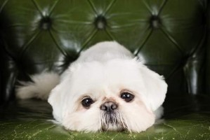 如何让京巴犬保持安静？（有效的训练和照顾技巧）