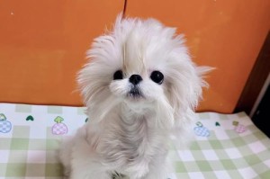 如何为你的马尔济斯犬提供营养均衡的饮食？（以宠物为主，为你的犬只提供最佳饮食方案）