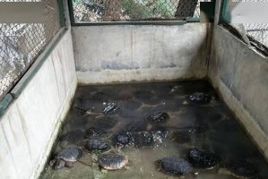 探索黑色鳄龟的奥秘（黑色鳄龟）