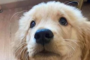以毛软的狗是什么狗？（解密毛茸茸的宠物——以毛软的狗品种与特点）
