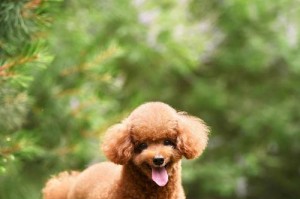 泰迪犬长寿的6个睡觉秘诀（掌握这些睡眠秘诀，让你的泰迪犬健康长寿）