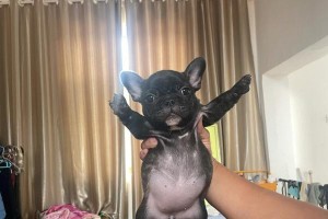 法斗犬的饮食频率（如何判断法斗犬已经吃饱？）