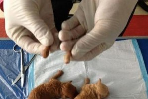 腊肠犬断尾的原因与影响（探究为何腊肠犬需要断尾，对腊肠犬的影响是什么）