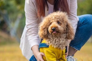 泰迪犬（探寻泰迪犬的优点和魅力，揭示养泰迪的原因）