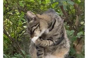 猫咪为什么喜欢老舔爪子？（探寻猫咪舔爪子的原因及其影响）