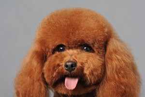 探秘泰迪犬的可爱特点（了解泰迪犬的外貌、性格及照顾需求）
