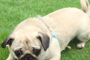 巴哥犬的饲养方法