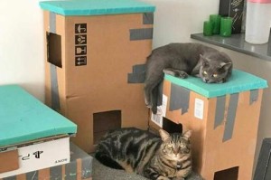 猫咪躺着腿抽搐的原因与处理方法（如何分辨正常的腿抽搐和病态的抽搐）
