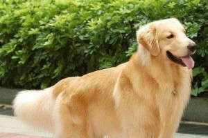 如何训练金毛大小便（金毛宠物的大小便训练指南）