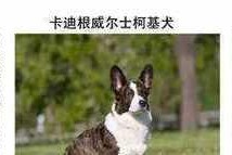 柯基价格揭秘（了解市场上柯基的价格以及影响因素）