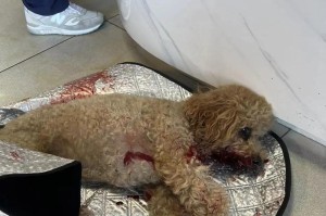 泰迪犬分娩的过程及时长（泰迪犬分娩时的阵痛持续时间与关键因素）