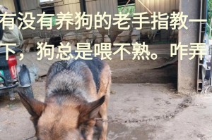 如何选择适合自己的理想宠物狗（解读不同品种狗狗的特点和需求）