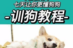 贵宾犬训练秘籍（从基本训练到高级技巧，让你的贵宾犬成为最优秀的伴侣）