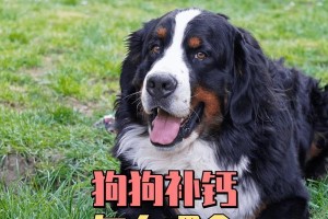 狗狗的补钙食物大揭秘（为您揭示狗狗补钙的最佳选择）