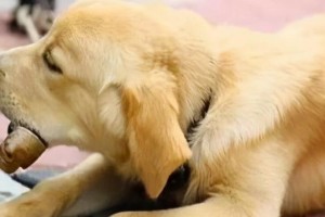 狗为什么害怕某些气味？（探究狗狗恐惧气味的原因与应对方法）