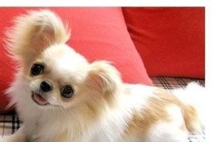 京巴犬的科学喂养（宠物家庭中不可忽视的善待之道）