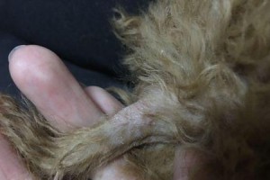泰迪狗为什么会有皮屑？（探究泰迪狗皮屑问题的原因和解决方法）