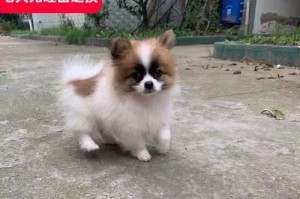 《选择合适的蝴蝶犬主人，幸福共同成长》（一个适合蝴蝶犬的主人需要具备的特质与经验）