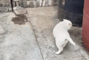 母狗生产后的饮食喜好及营养需求（揭秘母狗生产后的特殊饮食习惯，满足其营养需求）