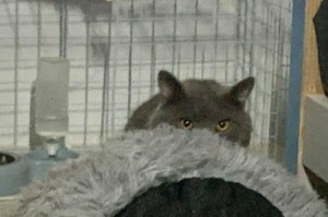 猫绝育的影响及益处（保护宠物健康、减少流浪问题、提升社区环境）