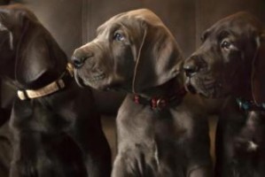 大丹犬的饮食需求与喂养方法（以大丹犬为例，探讨适合大型犬的饮食安排和养育要点）