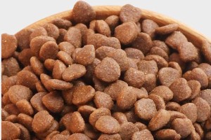 秋田犬的饲养方法（以宠物为主，让你的秋田犬健康成长）