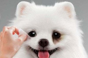 如何正确护理狗狗的眼睛（注意清洁和防疾病，预防眼部感染）