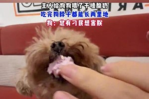 小狗可以喝酸奶吗？解析狗狗喝酸奶的安全与危害（了解酸奶对小狗的影响，让你为宠物做出明智的选择）