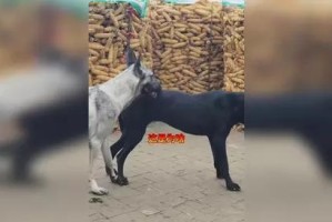 伴侣犬（与伴侣犬共度美好时光）