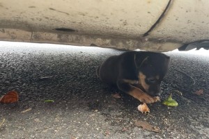 狗狗咬自己腿的原因及应对方法（探究狗狗咬腿的意外情况，了解主要原因并提供相应解决方法）