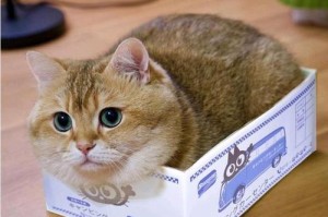 为什么猫喜欢纸盒？（探寻猫咪对纸盒的奇特喜好）