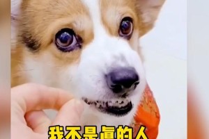 狗狗能察觉女主人怀孕吗？（狗狗的敏感嗅觉是否可以探测出女主人的孕味？）