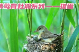幼鸟饲养手册（探索幼鸟的成长之路，培养健康快乐的小鸟）
