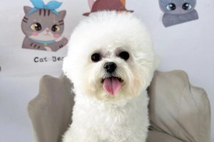 比熊为何频繁抖动？（解密比熊抖动的原因与意义）