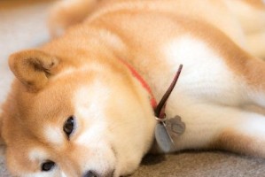 探寻柴犬的独特魅力与养护技巧（探寻柴犬的独特魅力与养护技巧）