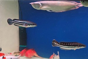 以锦鲤缸养什么工具鱼（打造精美的工具鱼水族箱，满足您的水族爱好）