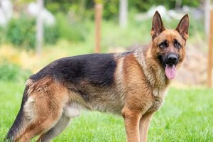 以德牧幼犬退毛时间及方法