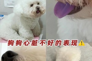 狗狗哮喘的症状及治疗措施（探索狗狗哮喘的症状和预防方法）