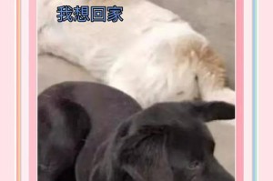 狗狗到新家的危险期有多久？（了解狗狗适应新家环境的时间周期和注意事项）