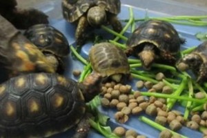 幼龟的饮食选择和喂养技巧（让你的幼龟健康成长的关键饮食知识）