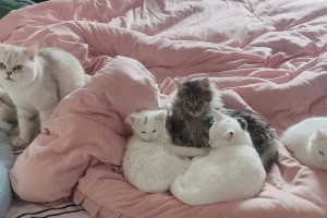 冬天宠物狗的睡眠指南（如何让你的爱犬在冬天舒服安稳地睡觉）