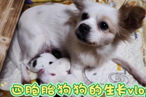 狗狗的成长之旅（狗狗的成长过程中经历的五个关键阶段）