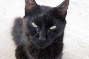 黑色条纹猫——优雅与神秘的品种（揭秘黑色条纹猫的起源、特征和魅力）