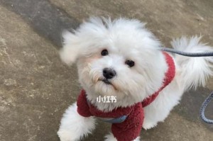 过年撞狗的讲究与警示