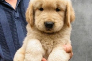 中国最贵的金毛犬，爱称“皇帝犬”（深度揭秘中国最昂贵的金毛犬价格及其饲养之道）