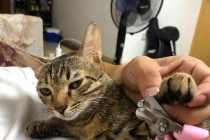 揭秘猫的神奇爪子（猫的爪子）